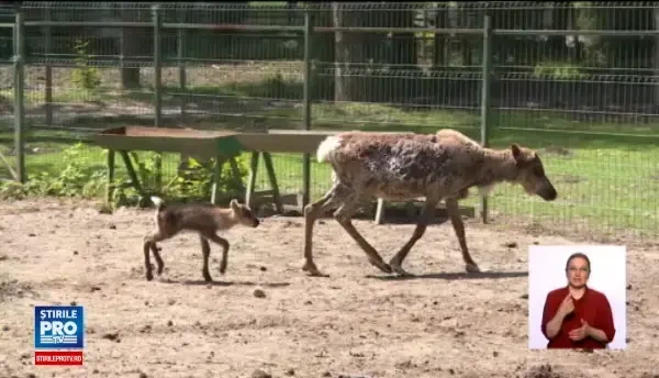 Primii pui de ren nascuti in captivitate, la Gradina Zoologica din Pitesti. Copiii pot propune nume, pana pe 1 iunie