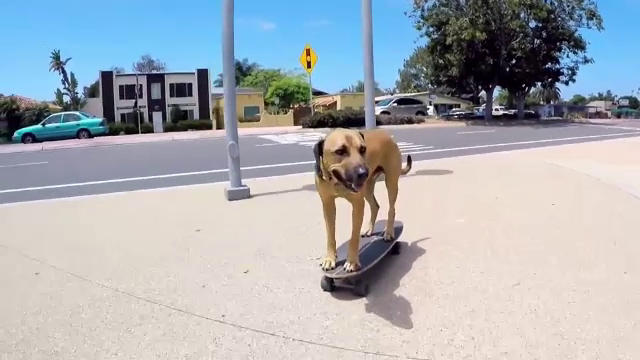 Cainele care merge singur pe skateboard. Stapanul sau l-a salvat din desert si l-a invatat peste 50 de comenzi
