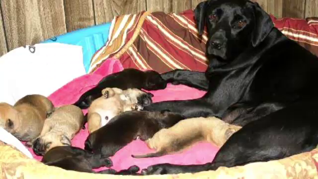 mama cainelui