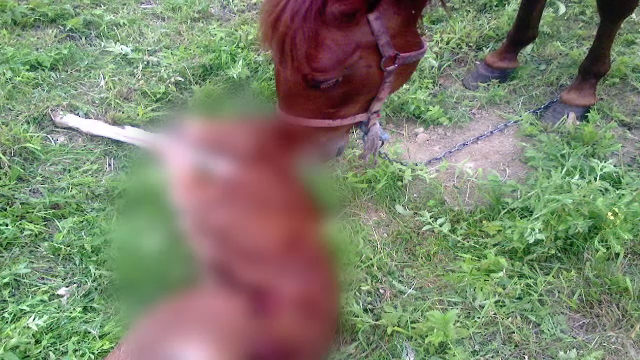 Gestul revoltator facut de un tanar de 19 ani. A schingiuit caii vecinilor ca sa se razbune pe stapani