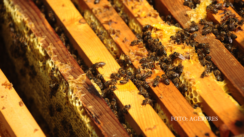 Indiciile care arata ca ati cumparat miere contrafacuta. Ce au aratat probele trimise la analize in Franta