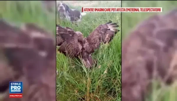 Ancheta in Dolj dupa ce un barbat si-a pus cainele sa ucida un uliu. Inregistrarea a ajuns pe internet