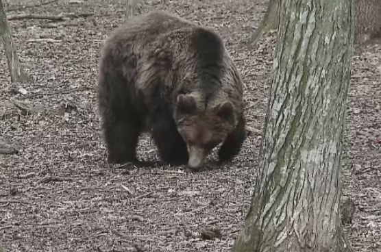 Aparitie neasteptata pe Platoul Cornesti din Targu Mures. Doi sportivi care se antrenau in zona au dat nas in nas cu un urs