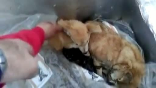 Incident grav intr-un adapost de caini. Explicatia unui angajat dupa ce a bagat un caine VIU intr-o lada frigorifica