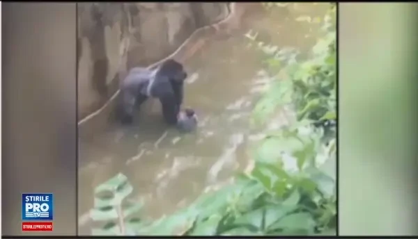 O gorila a fost impuscata dupa ce un baietel a cazut in tarcul animalului, la zoo. Ce a incercat sa faca masculul