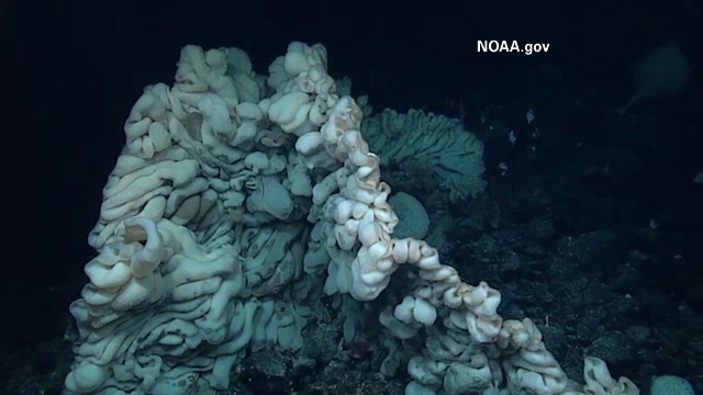 Una dintre cele mai ciudate si batrane creaturi de pe Pamant. Descoperirea facuta la 2 km adancime in Pacific