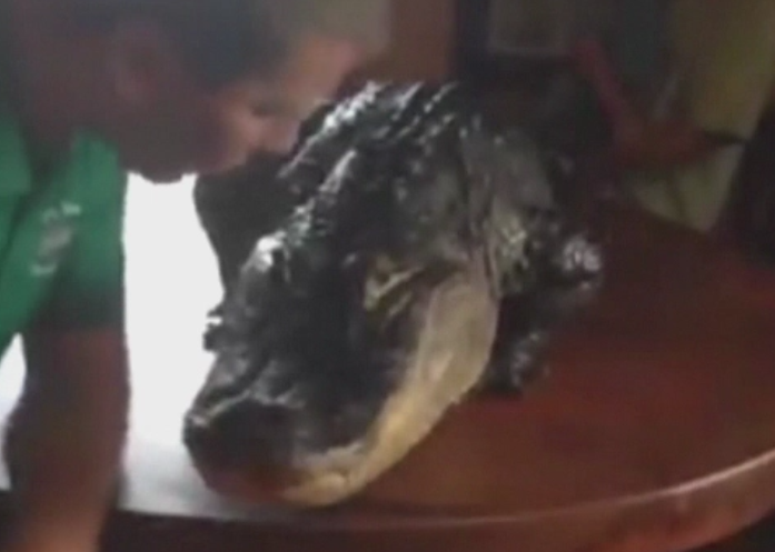 Un aligator a incantat invitatii la deschiderea unui restaurant din SUA. Ce s-a intamplat dupa ce imaginile au aparut online