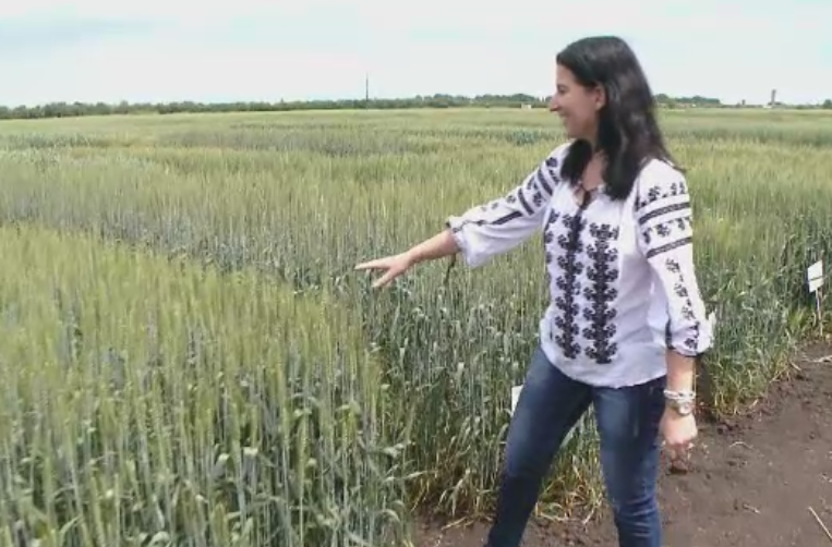 Soiul de grau romanesc care ar putea revolutiona industria painii. Calitatile pe care le are "Ciprian"