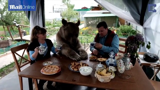 O familie locuieste impreuna cu un urs de 140 de kilograme. Animalul se uita la televizor si sta la masa cu stapanii lui