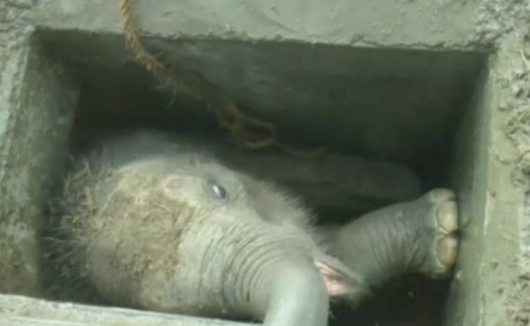 Pui de elefant, salvat dupa ce a cazut intr-un canal neacoperit. Unde a fost dus apoi
