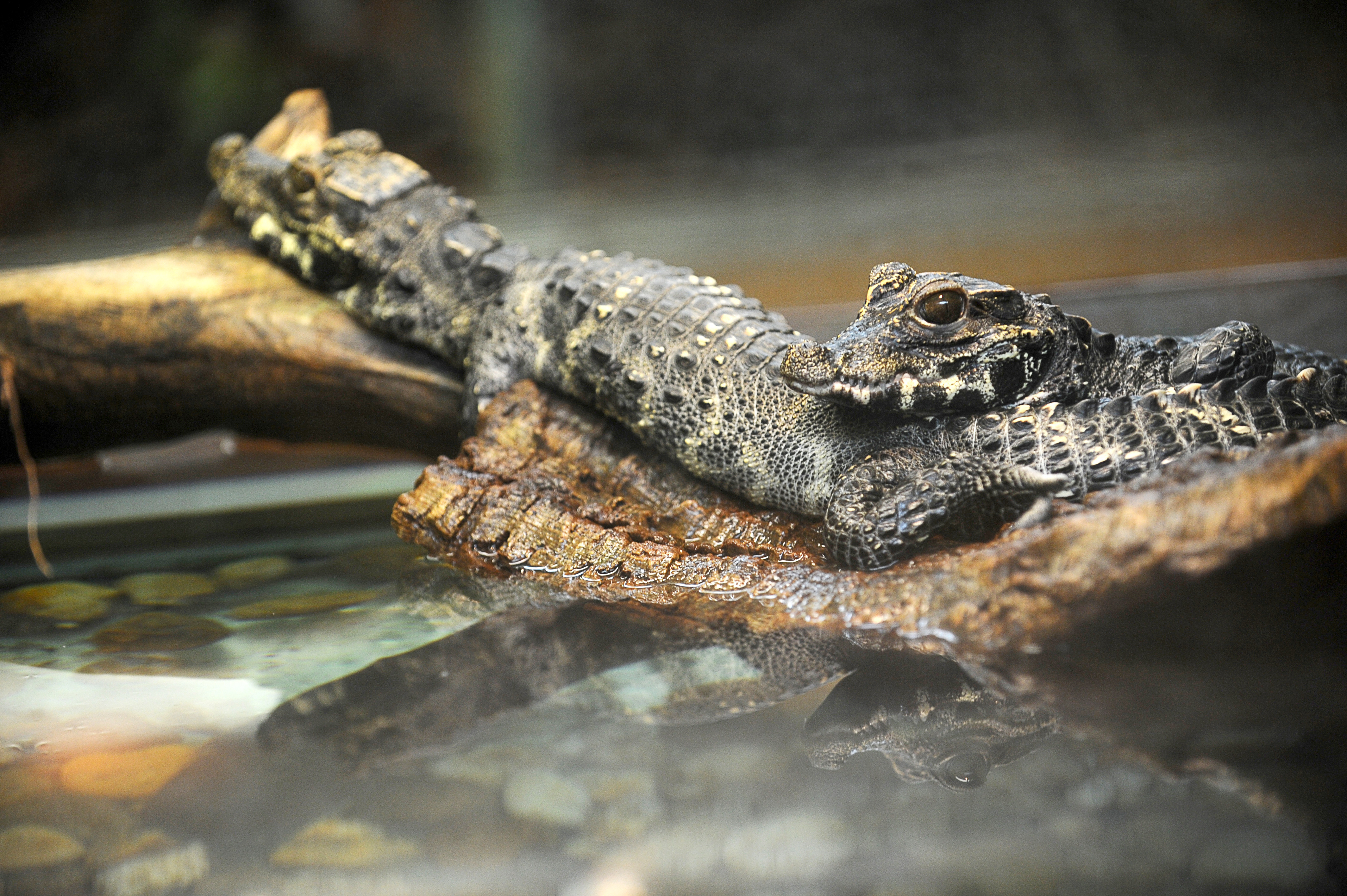Femeie ucisa de crocodil in timp ce se scalda noaptea in Australia. Ultimele ei cuvinte inainte de a fi trasa in apa