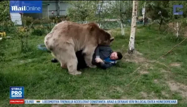 O familie locuieste impreuna cu un urs de 140 de kilograme. Animalul se uita la televizor si sta la masa cu stapanii lui