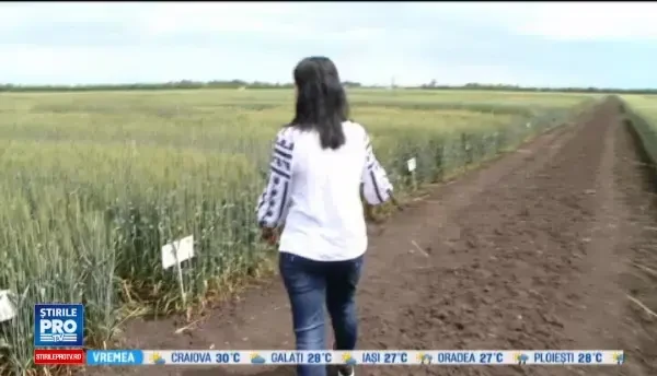 Soiul de grau romanesc care ar putea transforma complet painea romanilor. Calitatile pe care le are Ciprian