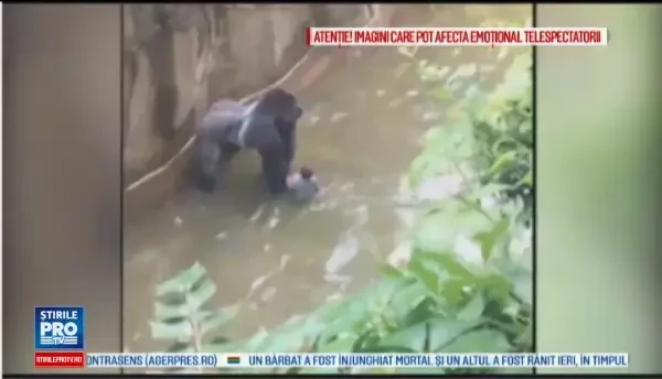 Cazul gorilei impuscate, dupa ce un copil a cazut in cusca ei. Parintii ar putea fi invinuiti pentru moartea animalului