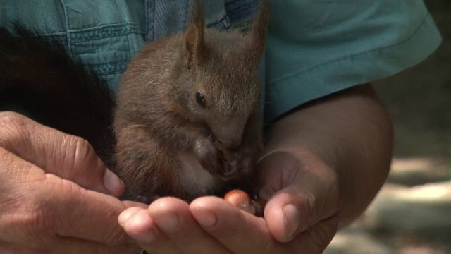 A salvat o veverita bolnava, iar acum i-a devenit animal de companie si il insoteste peste tot. "Sta in buzunarul meu"