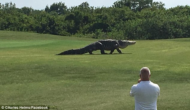 Un crocodil gigant a creat panica printre jucatorii de golf de pe un teren din Florida