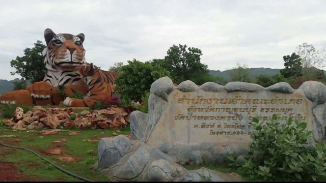 140 de tigri, evacuati dintr-un templu budist din Thailanda. Ce le-ar fi facut calugarii animalelor