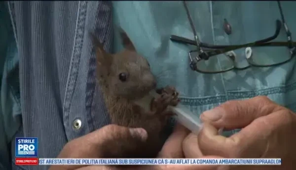 A salvat o veverita bolnava, iar acum i-a devenit animal de companie si il insoteste peste tot.