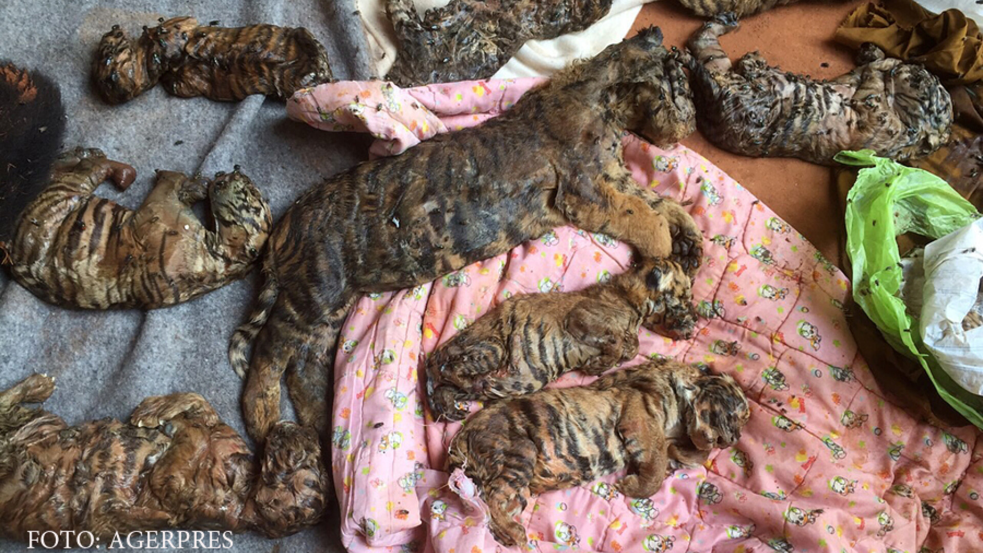 pui de tigru congelati, gasiti in Thailanda