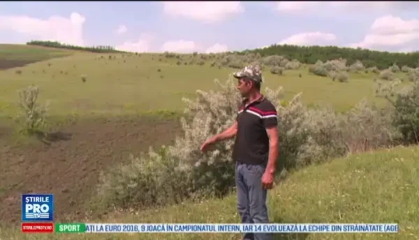 Patru sute de oi au murit in Vaslui dupa ce s-au aruncat intr-o rapa adanca. Ce au vazut incat au luat-o toate la fuga