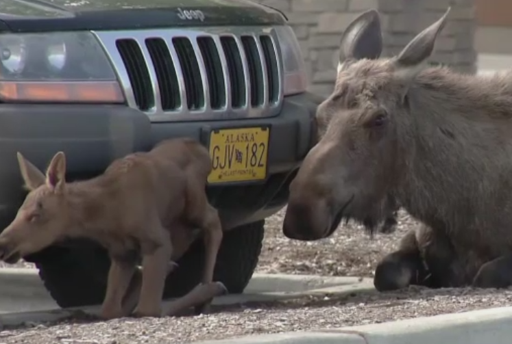 O femela elan a fatat in parcarea unui magazin, sub privirile clientilor. Ce au facut cei doi dupa cateva ore