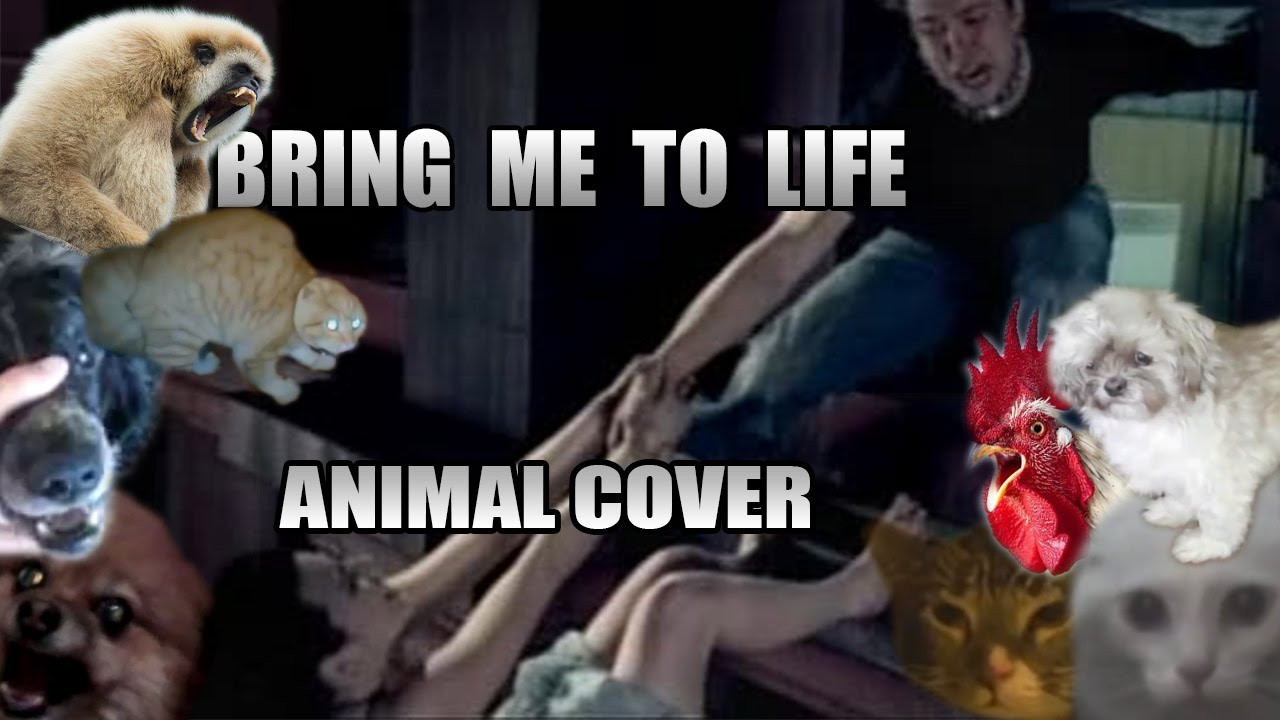 iLikeIT. Viralul saptamanii: animale care canta "Bring me to life"