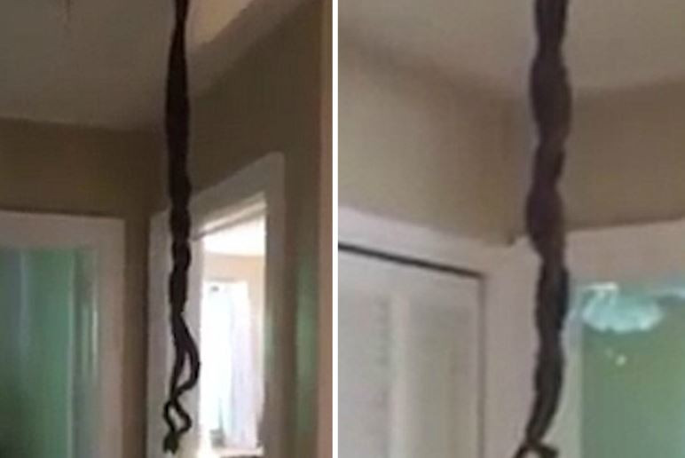 Socul trait de un barbat cand a ajuns acasa si a gasit doi serpi, agatati de tavan. "Unul a disparut, sper ca nu in dormitor"