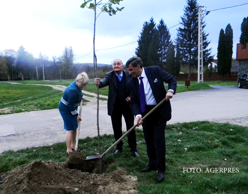 Un copac care poate provoca alergii grave continua sa fie plantat de primarii din toata tara. Legatura intre polen si poluare