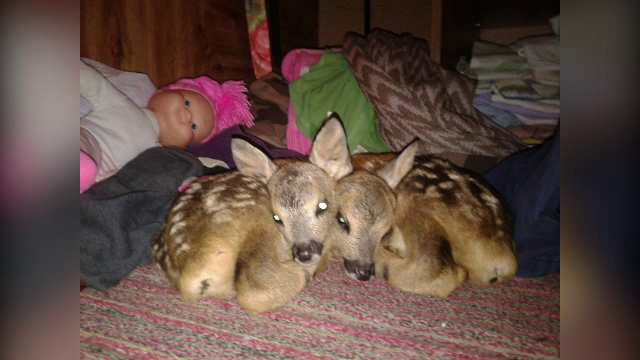 O familie din Hunedoara a crescut cu biberonul 3 pui de caprioara. Ce le-a facut un angajat de la zoo apoi e revoltator