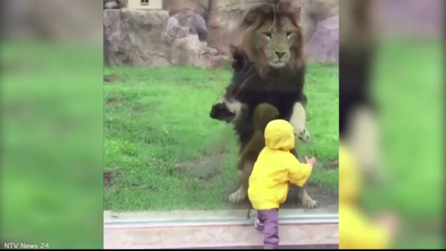 Un leu s-a napustit spre un copilas, la o gradina zoologica din Japonia. Ce s-a intamplat, insa, in secunda urmatoare