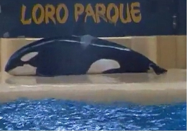 Imagini impresionante intr-un parc acvatic din Tenerife. O balena a incercat sa se "sinucida"