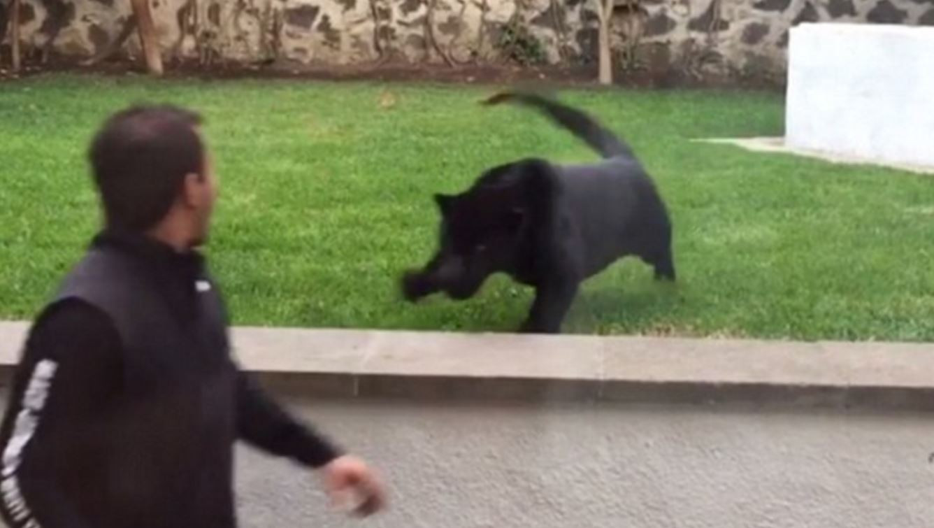 Momentul in care o pantera neagra se infige si sare spre un barbat. Ce a urmat este complet neasteptat. VIDEO