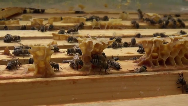 Produsul apicol mai putin cunoscut la noi, care se vinde cu o avere la export. Efectele miraculoase ale apilarnilului