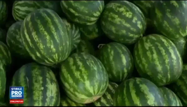 Ciuruiti de grindina, pepenii de Dabuleni vor ajunge mai tarziu pe piata. Fermierii recunosc: Nu se mai fac fara chimicale