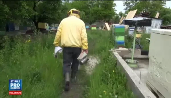 Produsul apicol mai putin cunoscut la noi, care se vinde cu o avere la export. Efectele miraculoase ale apilarnilului