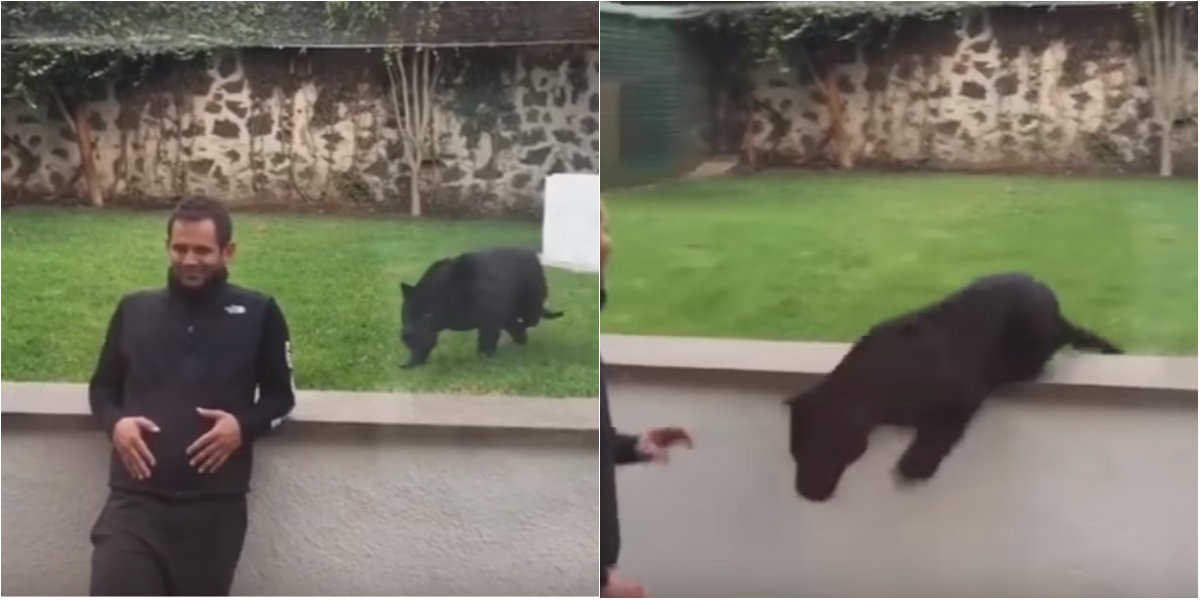 Premiul intai pentru curaj! Faza la care iti sta inima in loc: ce se intampla atunci cand o pantera se strecoara prin spatele lui