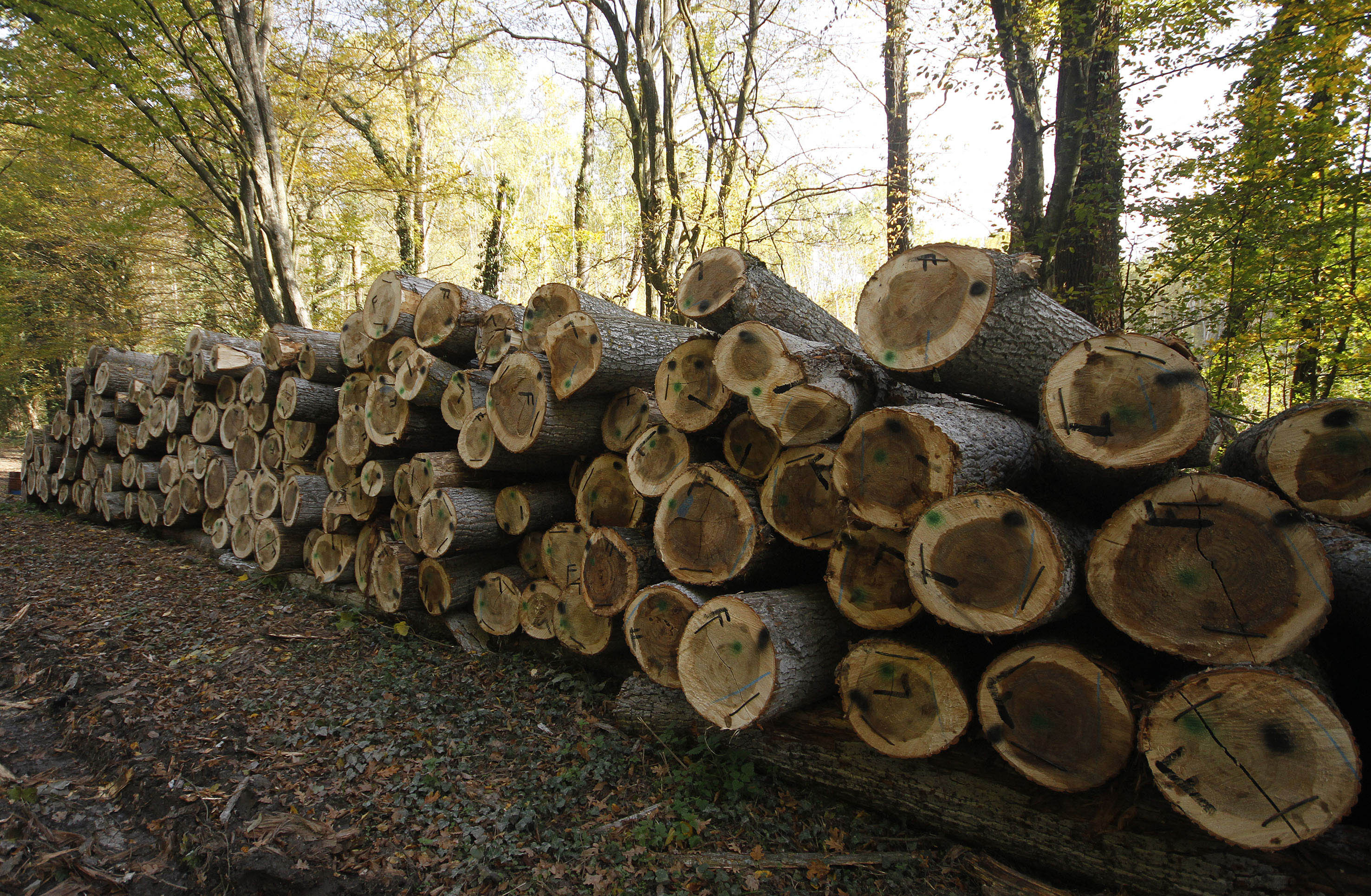 Avertismentul Greenpeace despre taierea ilegala a padurilor din Romania. Daunele sunt imense