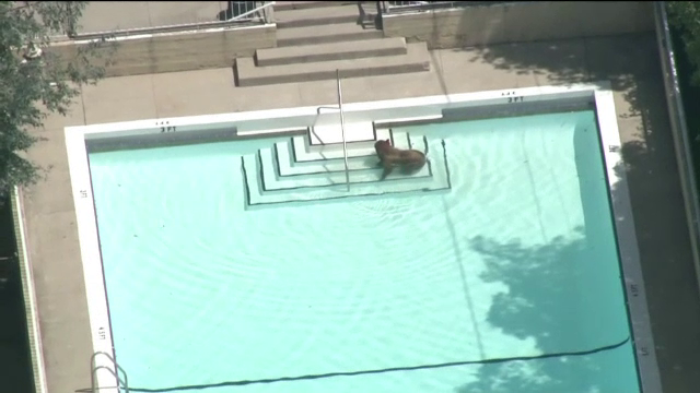 Urs toropit de caldura filmat in timp ce se racorea in piscina unei vile. Proprietarii au privit totul de la balcon