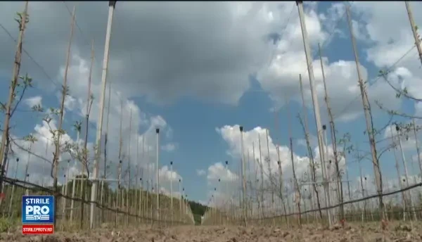 Sistemul inteligent care ingrijeste livezile de la distanta, cu ajutorul mobilului. Pretul tehnologiei ce dubleaza recolta