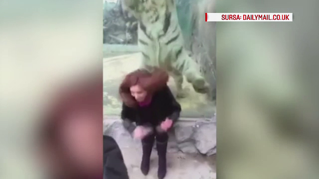 A vrut sa faca o poza cu tigrul, dar ce s-a intamplat in secunda urmatoare a speriat-o teribil. Prin ce a trecut tanara