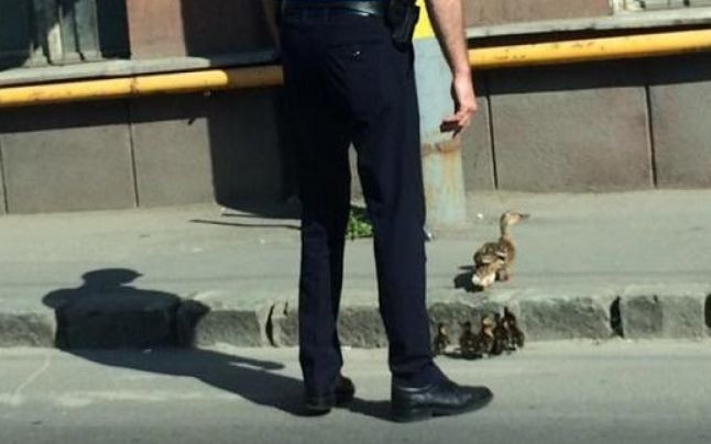 Un politist din Cluj a oprit traficul pentru o familie de rate. Gestul sau i-a adus admiratia si respectul tuturor
