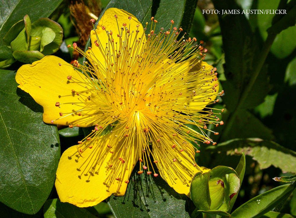 Plantele "de leac" pot fi de fapt otravuri. Cat de periculoase sunt crusinul sau sunatoarea consumate la intamplare