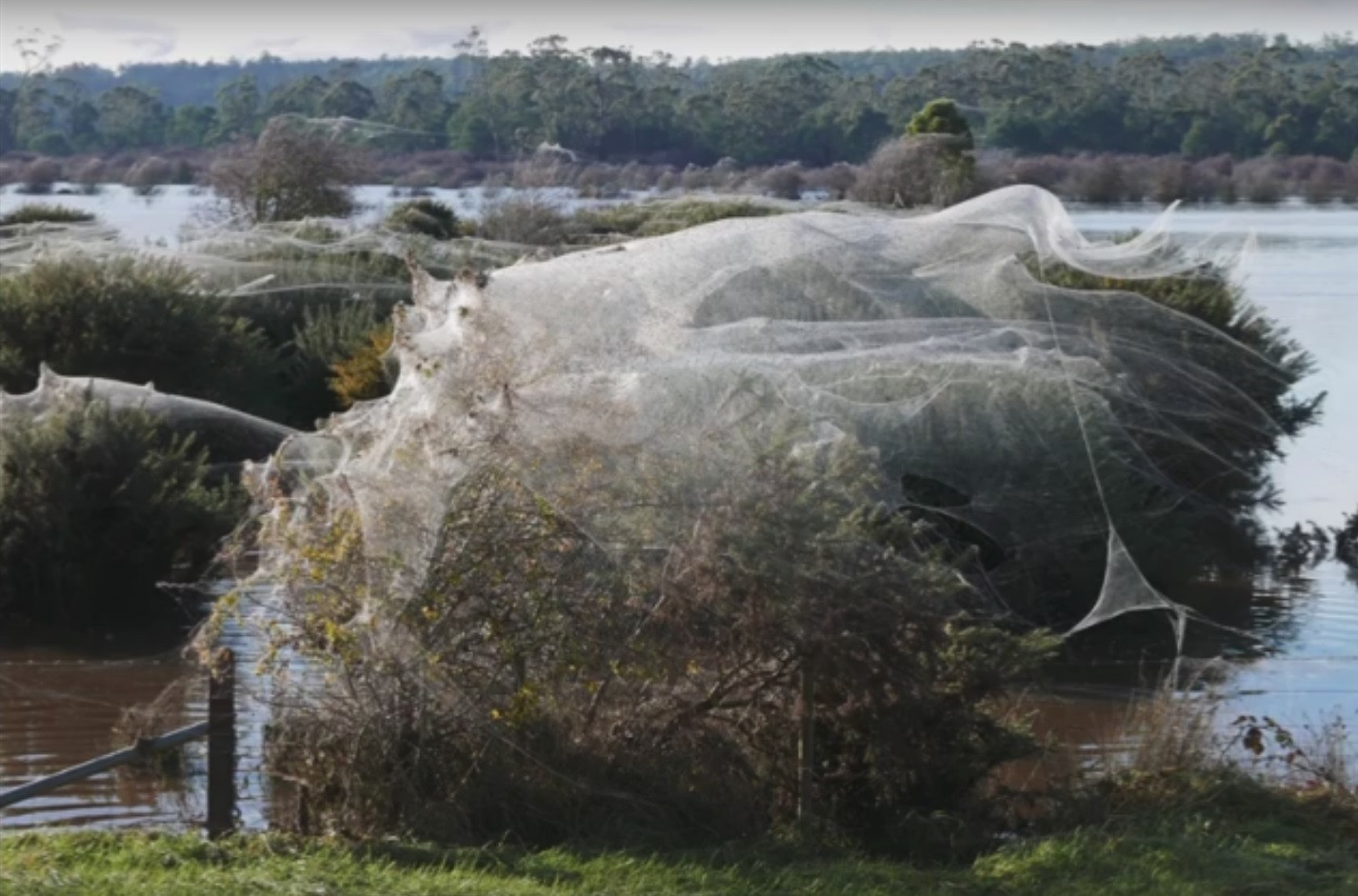 "Ploua cu paianjeni!" Fenomen extrem de rar in Australia! Ce s-a intamplat in doar cateva ore