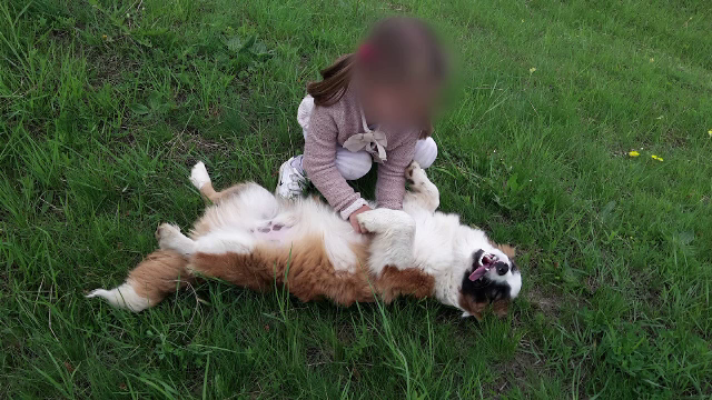 Cruzimea de neimaginat prin care au fost ucisi Bobita si Labus, doi caini din Bacau. Stapanul lor cere sa se faca dreptate