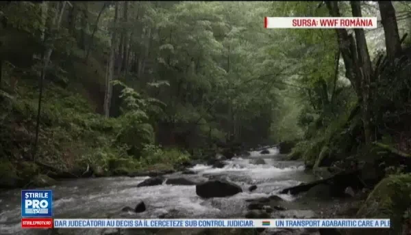 Operatiune de repopulare a Carpatilor Meridionali cu zimbri. Tara noastra a primit zece exemplare din Germania si Belgia