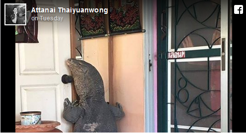 Au ajuns acasa si au gasit aceasta reptila agatata de usa. Care sunt, de fapt, dimensiunile ei. VIDEO