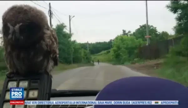 Misiunea speciala a unui politist din Iasi. Are grija de un pui de bufnita, pe care l-a gasit intr-o cladire abandonata