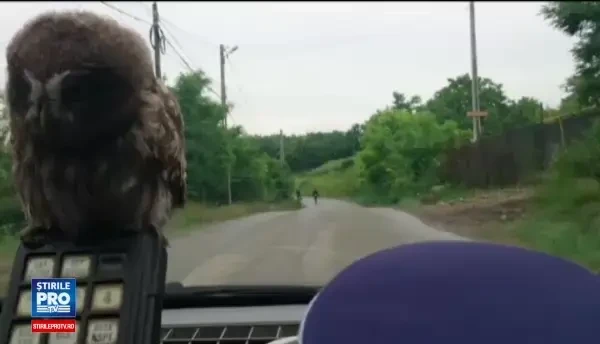 Misiunea speciala a unui politist din Iasi. Are grija de un pui de bufnita, pe care l-a gasit intr-o cladire abandonata