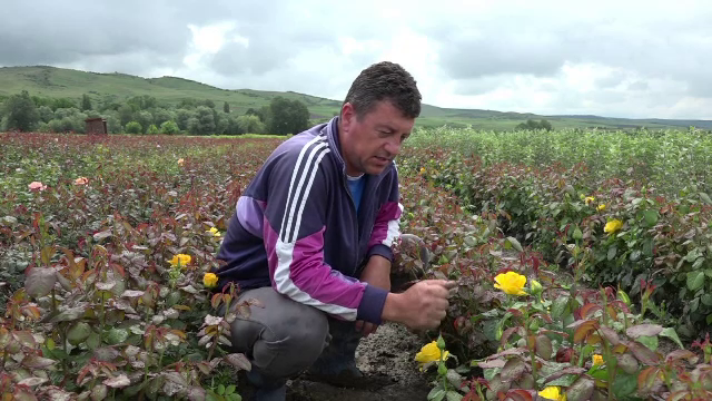 Satul in care toti locuitorii au gasit reteta succesului cu plantatiile de trandafiri. Profitul urias pe care il obtin anual