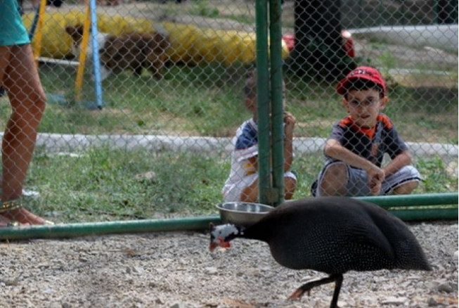 Gradina zoologica dintr-un mare oras din Romania a fost INCHISA. Ce au descoperit inspectorii in tarcurile animalelor